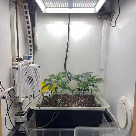 Gelato - Eigenbau-Growbox - Grow #3