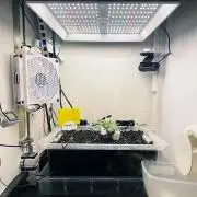 Gelato - Eigenbau-Growbox - Grow #3