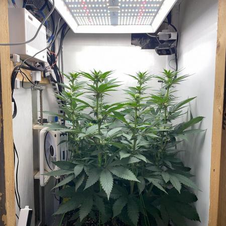 Gelato - Eigenbau-Growbox - Grow #3