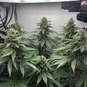 Gelato - Eigenbau-Growbox - Grow #3