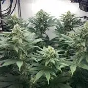 Gelato - Eigenbau-Growbox - Grow #3