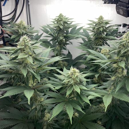 Gelato - Eigenbau-Growbox - Grow #3