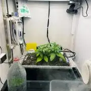 Gelato - Eigenbau-Growbox - Grow #3