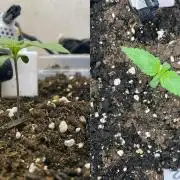 Gelato - Eigenbau-Growbox - Grow #3