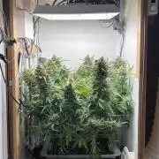 Blueberry Automatic - custom growbox