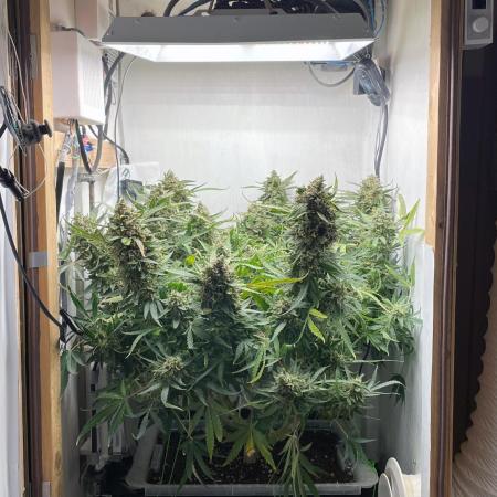 Blueberry Automatic - custom growbox