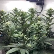 Gelato - Eigenbau-Growbox - Grow #3