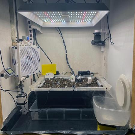 Gelato - Eigenbau-Growbox - Grow #3