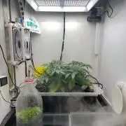 Gelato - Eigenbau-Growbox - Grow #3