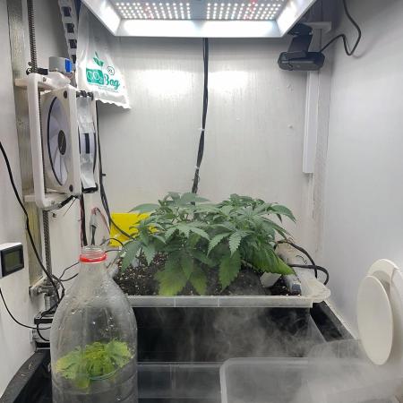 Gelato - Eigenbau-Growbox - Grow #3