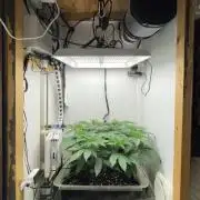 Gelato - Eigenbau-Growbox - Grow #3