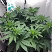 Gelato - Eigenbau-Growbox - Grow #3