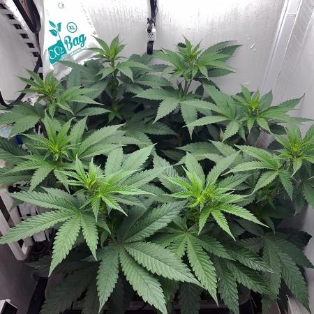 Gelato - Eigenbau-Growbox - Grow #3