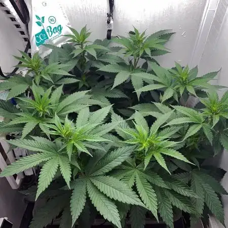 Gelato - Eigenbau-Growbox - Grow #3