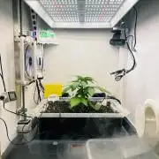 Gelato - Eigenbau-Growbox - Grow #3
