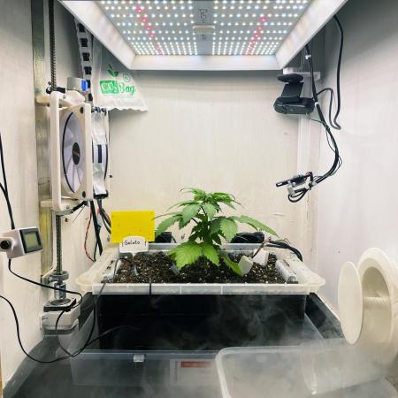 Gelato - Eigenbau-Growbox - Grow #3