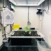 Gelato - Eigenbau-Growbox - Grow #3