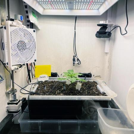 Gelato - Eigenbau-Growbox - Grow #3