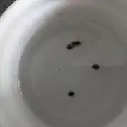 First Grow