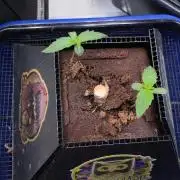Re-used Pyramid with 2 beans