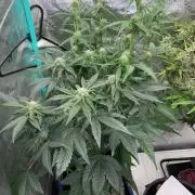 Re-used Pyramid with 2 beans