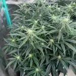 SMQR #2 x2 Mango Isle x 1