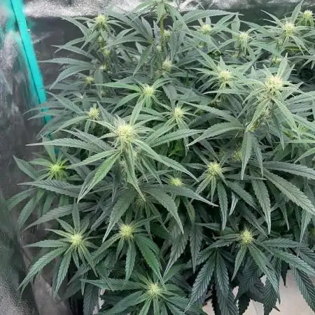 SMQR #2 x2 Mango Isle x 1