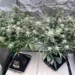 SMQR #2 x2 Mango Isle x 1