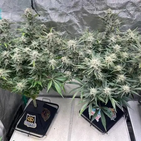 SMQR #2 x2 Mango Isle x 1