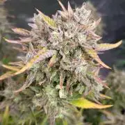 wizards apprentice, crinkled cookies,