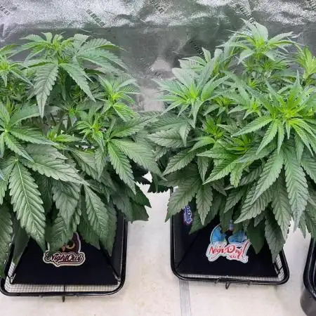 SMQR #2 x2 Mango Isle x 1