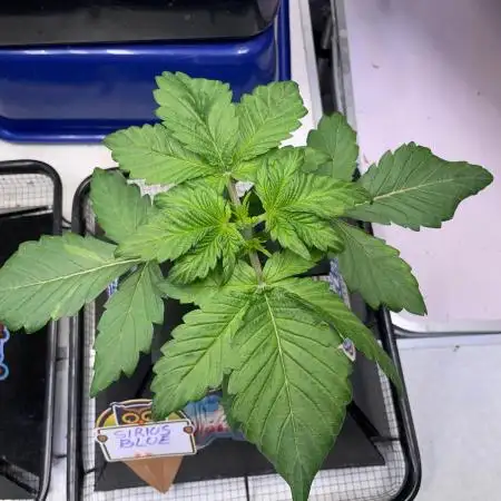 Strawpope, Sirius, ChemKush