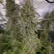 Strawpope, Sirius, ChemKush