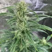 Mulberry Re-used Pyramid