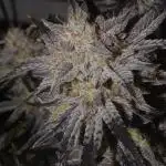 Master Bruce (bruce banner #3 auto F3 X Blue Powr
