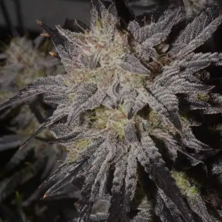 Master Bruce (bruce banner #3 auto F3 X Blue Powr
