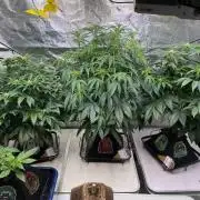 Strawpope, Sirius, ChemKush