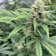 Instant Classik Mulberry F3 Compound V