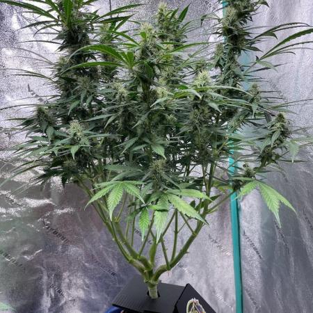 Eazyplug re-use test.