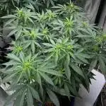 Eazyplug re-use test.