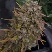 wizards apprentice, crinkled cookies,