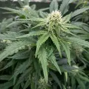 Strawpope, Sirius, ChemKush