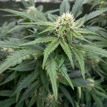 Strawpope, Sirius, ChemKush