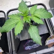 Strawpope, Sirius, ChemKush