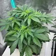 Strawpope, Sirius, ChemKush