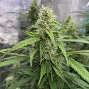 Eazyplug re-use test.