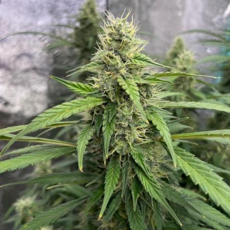 Eazyplug re-use test.