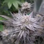 Master Bruce (bruce banner #3 auto F3 X Blue Powr