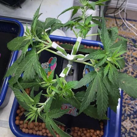 Eazyplug re-use test.