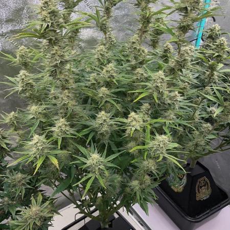 Strawpope, Sirius, ChemKush